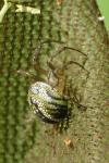 Mangora acalypha