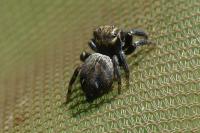 Evarcha arcuata