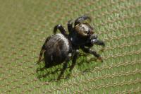Evarcha arcuata