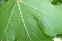 Aceria aceriscampestris