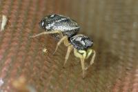 Heliophanus flavipes
