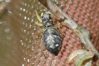 Heliophanus flavipes