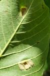 Aceria erinea
