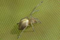 Cheiracanthium