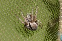 Agalenatea redii