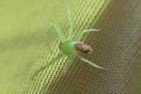 Diaea dorsata