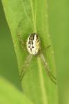 Mangora acalypha