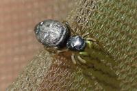 Heliophanus cupreus