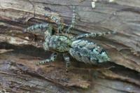 Marpissa muscosa