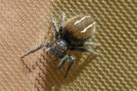Philaeus chrysops