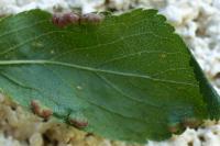 Eriophyes