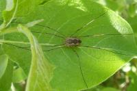 Phalangium opilio