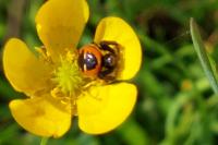 Synema globosum