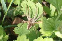 Pisaura mirabilis