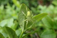 Micrommata virescens