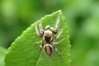 Evarcha falcata