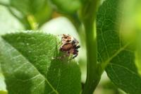 Evarcha falcata