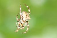 Araneus angulatus