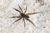 Pardosa