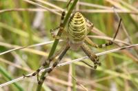 Argiope bruennichi