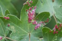 Aceria aceriscampestris
