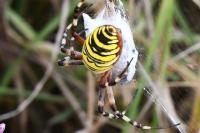 Argiope bruennichi
