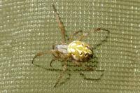 Neoscona adianta