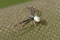 Misumena vatia