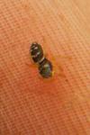 Heliophanus cupreus