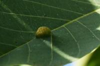 Aceria erinea