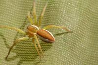 Dolomedes