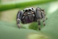 Evarcha arcuata