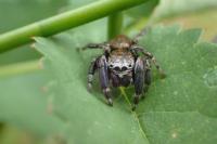 Evarcha arcuata