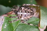 Araneus diadematus