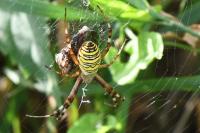 Argiope bruennichi