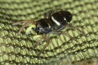 Heliophanus cupreus