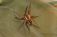 Dolomedes