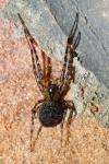 Metellina merianae