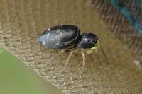 Heliophanus cupreus
