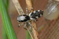 Salticus zebraneus