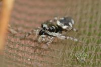 Salticus zebraneus