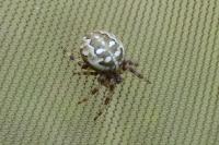 Araneus quadratus