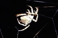 Araneus angulatus