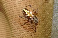 Neoscona adianta