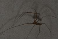 Pholcus phalangioides