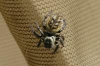 Carrhotus xanthogramma