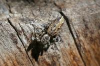 Marpissa muscosa