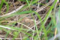 Pisaura mirabilis