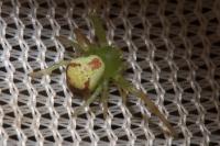 Ebrechtella tricuspidata