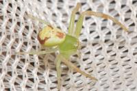 Ebrechtella tricuspidata